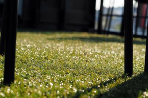 Artificial grass