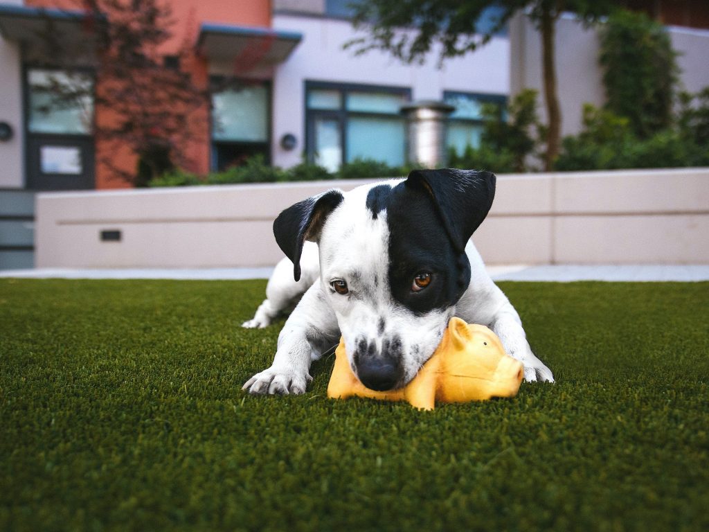 artificial grass