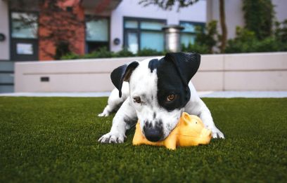 dog grass artificial grass