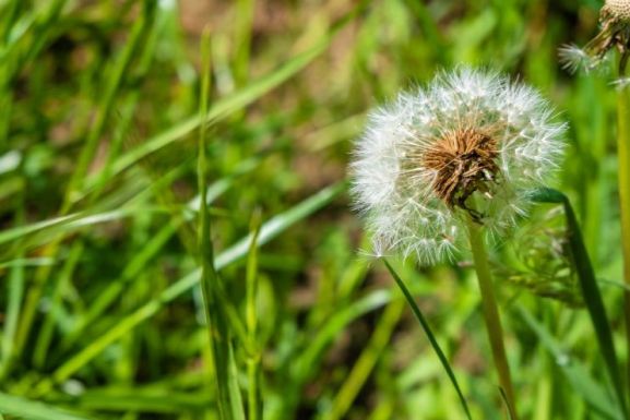 Hay Fever won’t be a problem with Artificial Lawns!